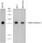 Polypeptide N-acetylgalactosaminyltransferase 3 antibody, AF7174, R&D Systems, Western Blot image 