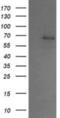 Sentrin-specific protease 2 antibody, NBP2-45759, Novus Biologicals, Western Blot image 