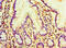 Anti-Mullerian Hormone antibody, A56138-100, Epigentek, Immunohistochemistry paraffin image 