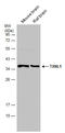 Thioredoxin Like 1 antibody, GTX133341, GeneTex, Western Blot image 