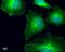 Tubulin Gamma Complex Associated Protein 4 antibody, NBP2-43586, Novus Biologicals, Immunocytochemistry image 