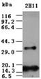 Fibroblast Growth Factor 2 antibody, ADI-905-833-100, Enzo Life Sciences, Western Blot image 
