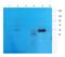 EF-Hand Calcium Binding Domain 14 antibody, orb74221, Biorbyt, Western Blot image 