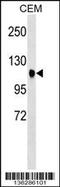 Ataxin 7 antibody, 58-810, ProSci, Western Blot image 