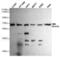 Replication Protein A1 antibody, MBS475113, MyBioSource, Western Blot image 