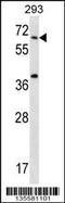 Syntaxin-binding protein 2 antibody, 58-318, ProSci, Western Blot image 