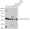Adiponectin Receptor 1 antibody, 16-643, ProSci, Western Blot image 