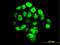 Forkhead Box A1 antibody, LS-B4356, Lifespan Biosciences, Immunofluorescence image 