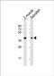 Homeobox protein engrailed-2b antibody, PA5-72680, Invitrogen Antibodies, Western Blot image 