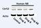 Ceramide Synthase 2 antibody, H00029956-M01A, Novus Biologicals, Western Blot image 