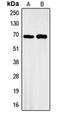 Atlastin GTPase 1 antibody, orb213970, Biorbyt, Western Blot image 