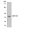 Olfactory Receptor Family 51 Subfamily F Member 1 (Gene/Pseudogene) antibody, LS-C200376, Lifespan Biosciences, Western Blot image 