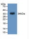 Coagulation factor XIII A chain antibody, LS-C372676, Lifespan Biosciences, Western Blot image 