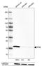 Peptidylprolyl Isomerase B antibody, AMAb91245, Atlas Antibodies, Western Blot image 