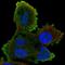 Probable phospholipid-transporting ATPase IB antibody, HPA040033, Atlas Antibodies, Immunofluorescence image 