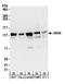 Ubiquitin Like Modifier Activating Enzyme 6 antibody, A304-108A, Bethyl Labs, Western Blot image 