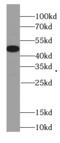 GDP-D-Glucose Phosphorylase 1 antibody, FNab01031, FineTest, Western Blot image 