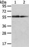 X-Linked Kx Blood Group antibody, orb525445, Biorbyt, Western Blot image 