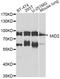 Midline 2 antibody, STJ110623, St John