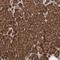 Lethal(2) giant larvae protein homolog 1 antibody, PA5-54827, Invitrogen Antibodies, Immunohistochemistry frozen image 