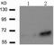 Paxillin antibody, TA323770, Origene, Western Blot image 