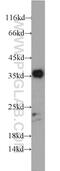 Dual specificity protein phosphatase 13 antibody, 10909-1-AP, Proteintech Group, Western Blot image 