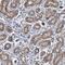 Zinc Finger Protein 419 antibody, NBP1-80592, Novus Biologicals, Immunohistochemistry paraffin image 