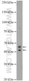 Mitochondrial Calcium Uniporter Dominant Negative Beta Subunit antibody, 20387-1-AP, Proteintech Group, Western Blot image 