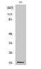 Mitochondrial Ribosomal Protein S25 antibody, A14080-1, Boster Biological Technology, Western Blot image 