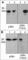 p38 antibody, PP3411, ECM Biosciences, Western Blot image 