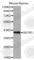Somatostatin receptor type 5 antibody, A3136, ABclonal Technology, Western Blot image 