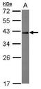 Nuclear Receptor Binding Factor 2 antibody, GTX119371, GeneTex, Western Blot image 