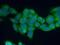 C25KG antibody, 13412-1-AP, Proteintech Group, Immunofluorescence image 