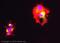 Nestin antibody, ab11306, Abcam, Immunofluorescence image 