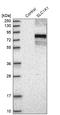 Excitatory amino acid transporter 3 antibody, HPA020086, Atlas Antibodies, Western Blot image 