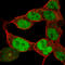 Paired Box 6 antibody, AMAb91372, Atlas Antibodies, Immunocytochemistry image 