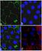 Claudin-8 antibody, 710222, Invitrogen Antibodies, Immunofluorescence image 