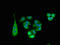 Sorting nexin-15 antibody, orb52146, Biorbyt, Immunofluorescence image 