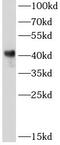 GF-1 antibody, FNab03359, FineTest, Western Blot image 