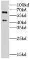 Golgi reassembly-stacking protein 1 antibody, FNab03636, FineTest, Western Blot image 