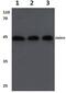 Zinc Binding Alcohol Dehydrogenase Domain Containing 2 antibody, PA5-36516, Invitrogen Antibodies, Western Blot image 