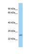 Family With Sequence Similarity 71 Member C antibody, orb325832, Biorbyt, Western Blot image 