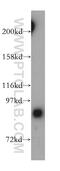 Rho GTPase Activating Protein 26 antibody, 17747-1-AP, Proteintech Group, Western Blot image 