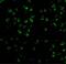 Mitogen-Activated Protein Kinase Kinase Kinase 5 antibody, GTX31727, GeneTex, Immunofluorescence image 