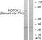 Notch Receptor 2 antibody, TA314277, Origene, Western Blot image 