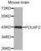 POU domain, class 4, transcription factor 2 antibody, abx002620, Abbexa, Western Blot image 