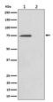 Eukaryotic translation initiation factor 4B antibody, P00846, Boster Biological Technology, Western Blot image 