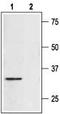 Syntaxin 4 antibody, TA328892, Origene, Western Blot image 