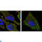 S100 Calcium Binding Protein A10 antibody, LS-C812766, Lifespan Biosciences, Immunofluorescence image 