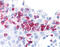 Matrix Metallopeptidase 9 antibody, 51-051, ProSci, Immunohistochemistry frozen image 